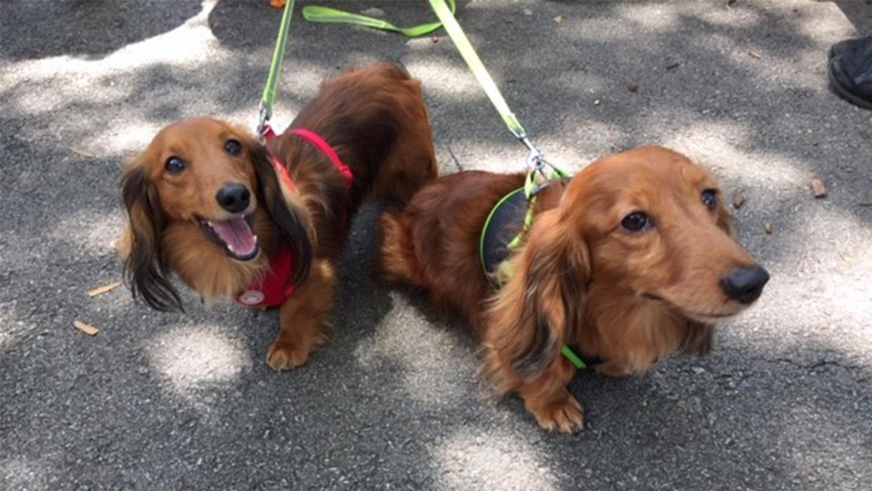 Adorable Dogs Compete In Kennywood's Weiner 100 Dachshund Race CBS