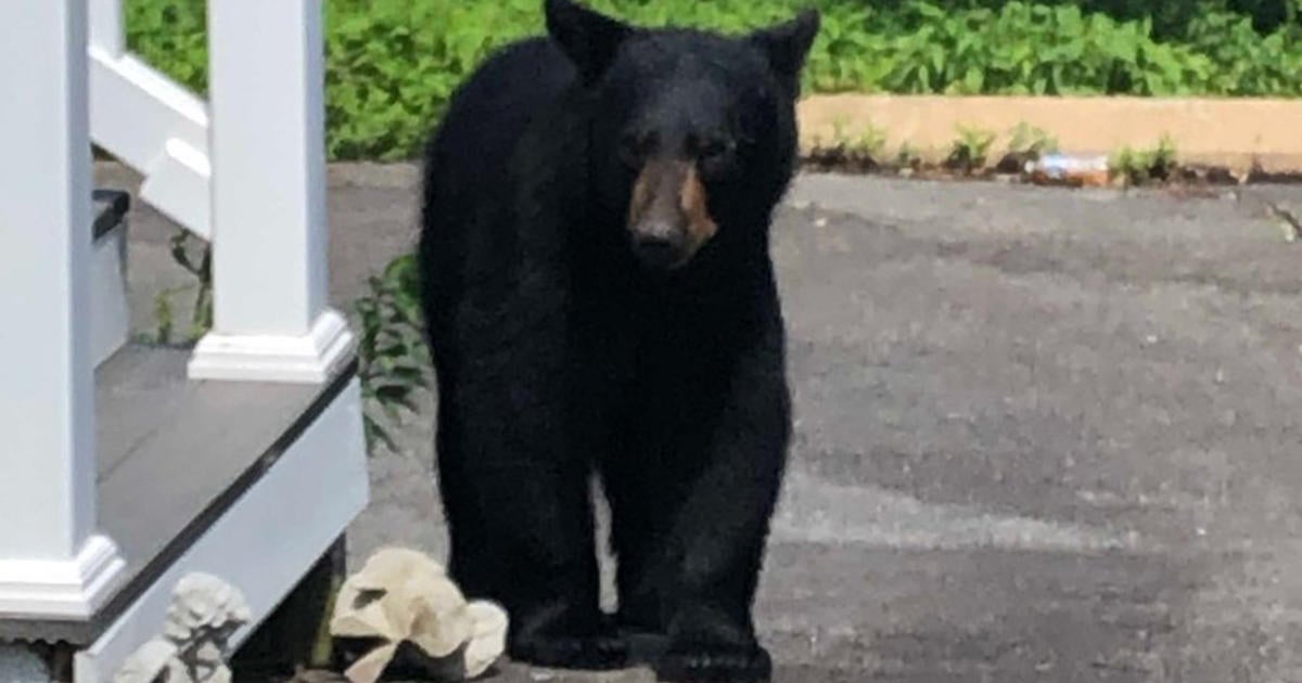 Black Bear Shot And Killed In Fitchburg After Threatening People All ...