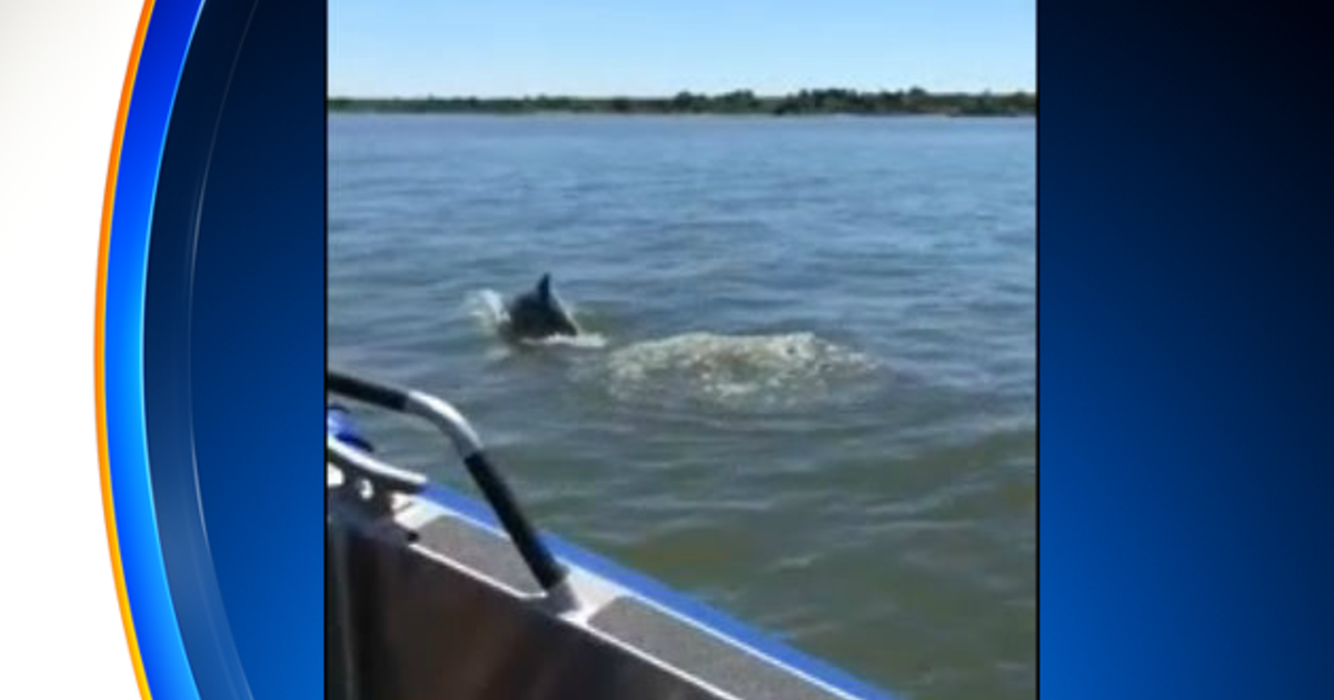 Baltimore County Officers Spot Dolphins In Hawk Cove At Hart-Miller ...