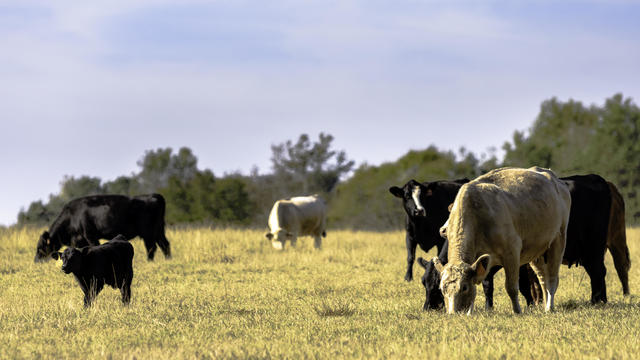 Beef cow herd in dormant pasture 