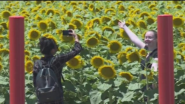 sunflower-selfie.jpg 