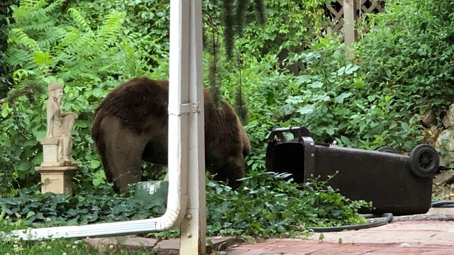 bear-killed-by-cpw-getting-into-trash.jpg 