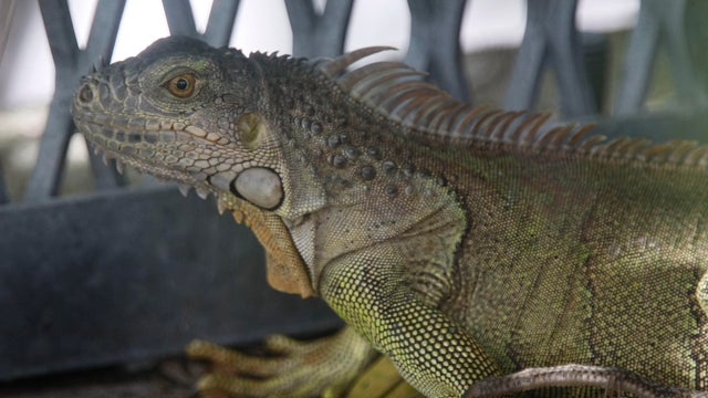 Florida Fish And Wildlife Commission Tries To Curb Iguana Population 