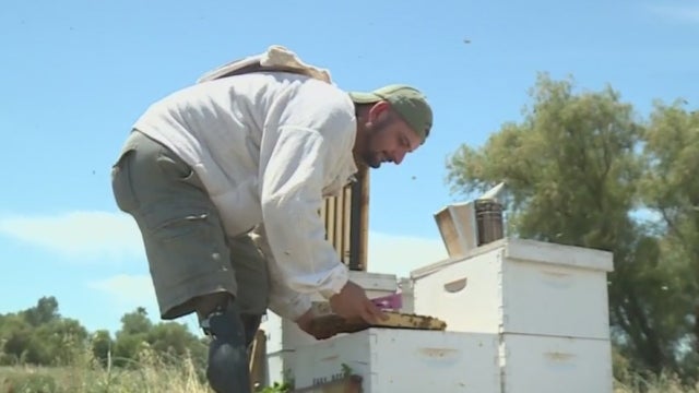 alejandro-jauregui-veteran-beekeeper.jpg 