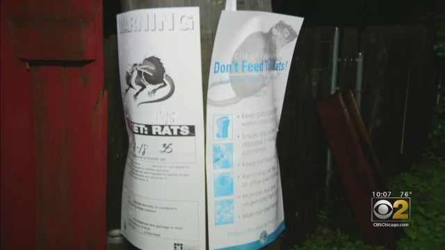 15th-ward-rat-signs.jpg 