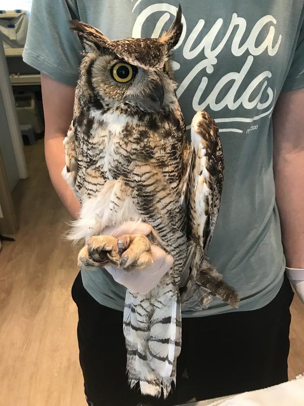 great horned owl rescue 4 via cpw ne 