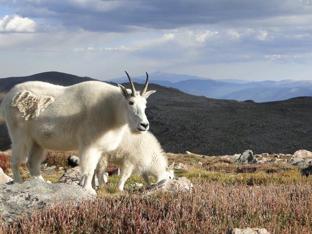 mountain goats 