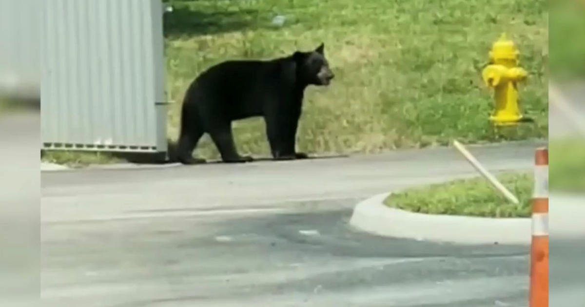 Black Bear Spotted In Downtown Naples Eludes Wildlife Officials CBS Miami
