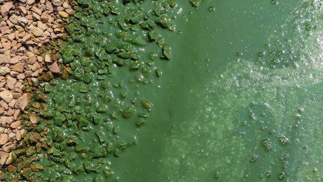 blue-green-algae.jpg 