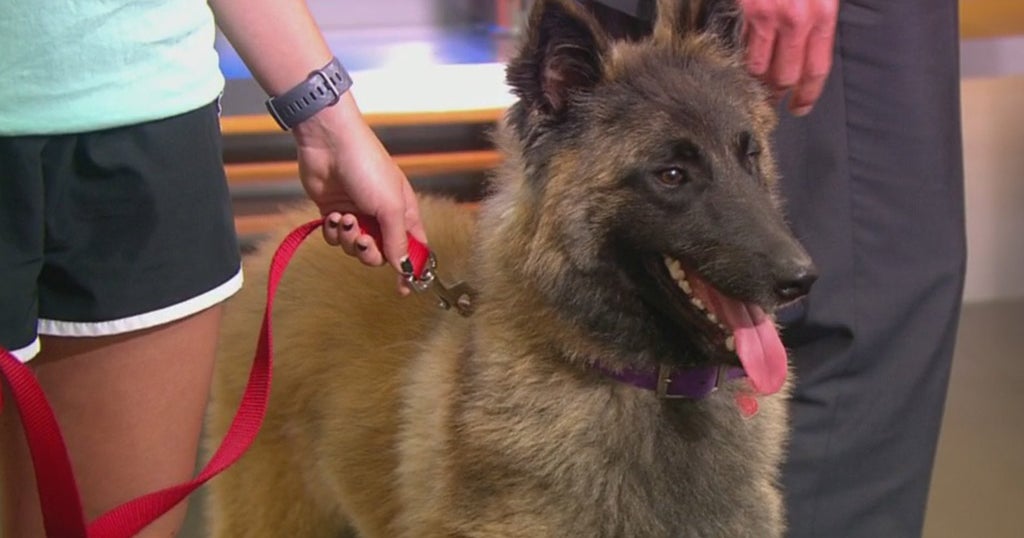 Pet Parade Save A Dog Of Sudbury CBS Boston