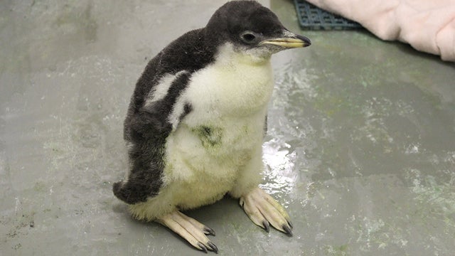 pittsburgh-zoo-gentoo-penguin-chick-2.jpg 