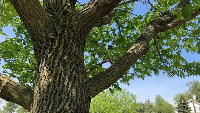 4066bb18-f6c7-4c75-98be-0592c625a541-large16x9_tree.jpg 