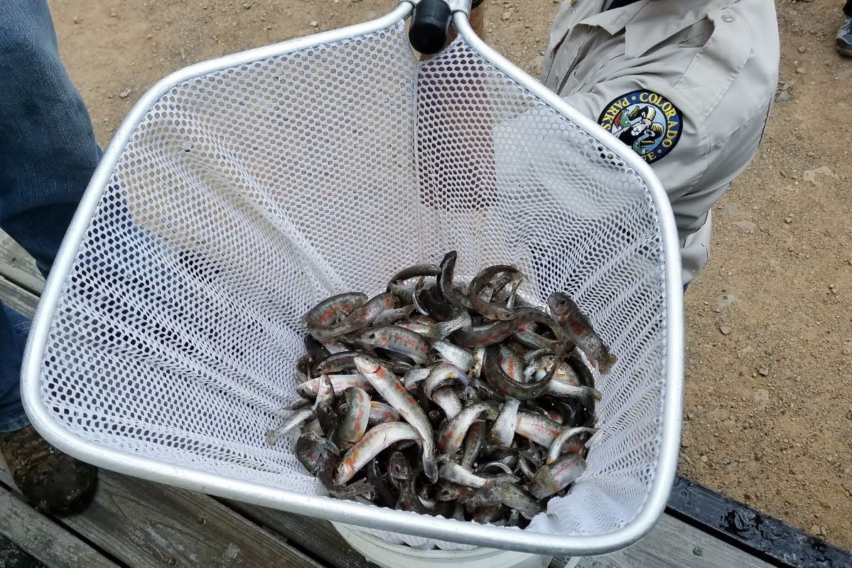 Mule Team Trout 3 (Colorado Parks and Wildlife, Bill Vogrin) 
