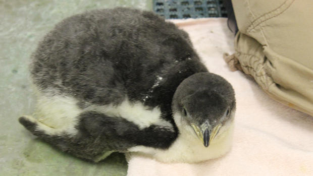 pittsburgh-zoo-gentoo-penguin-chick-1 