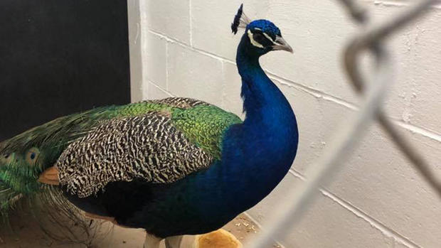 Newton NH peacock 