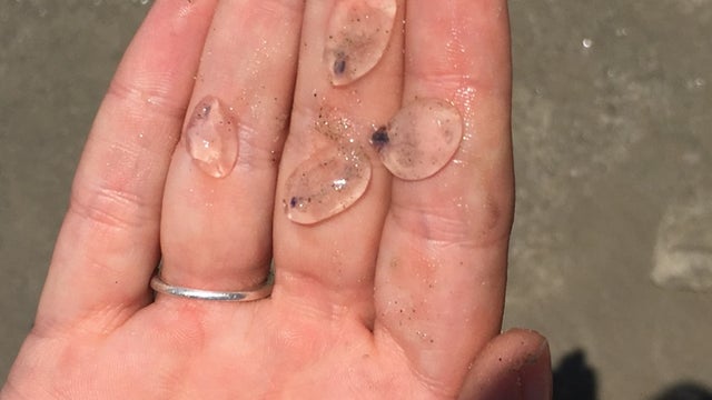 salps.jpg 