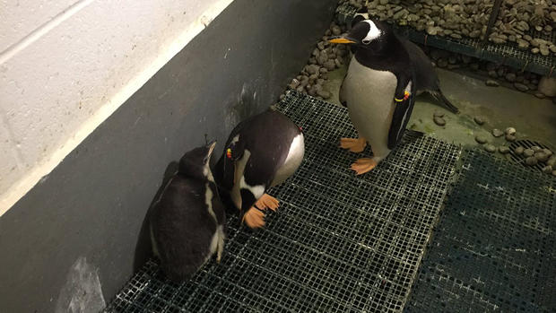 pittsburgh-zoo-gentoo-penguin-family 