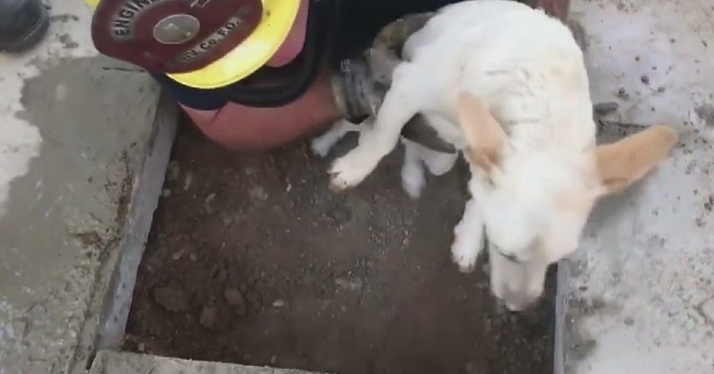 Firefighters Rescue Dog Stuck Under Concrete Patio In Perris - CBS Los ...