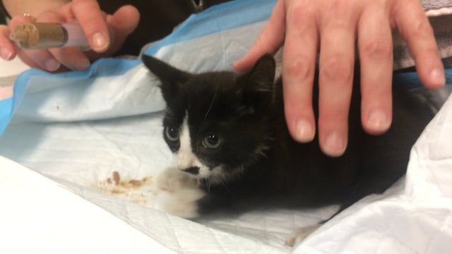 kitten-found-under-police-car.jpg 