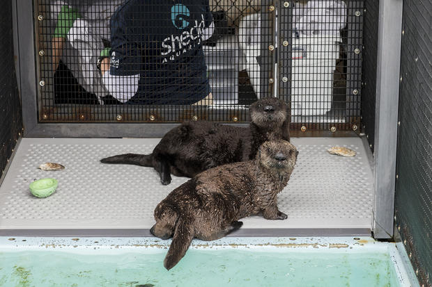 Rescued Sea Otters 