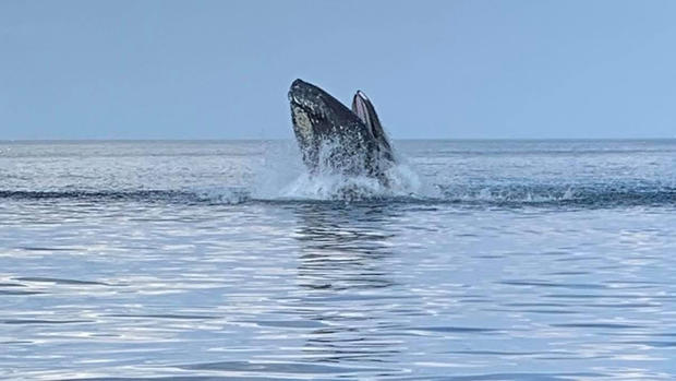 plymouth whale aj 