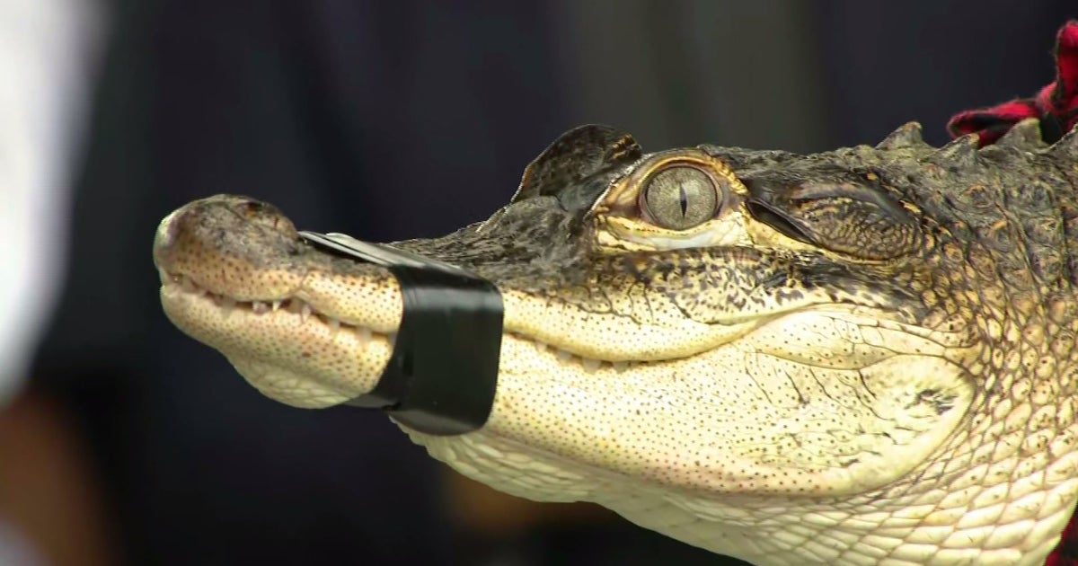 Search For Humboldt Park Alligator Cost City Nearly 34,000, Documents