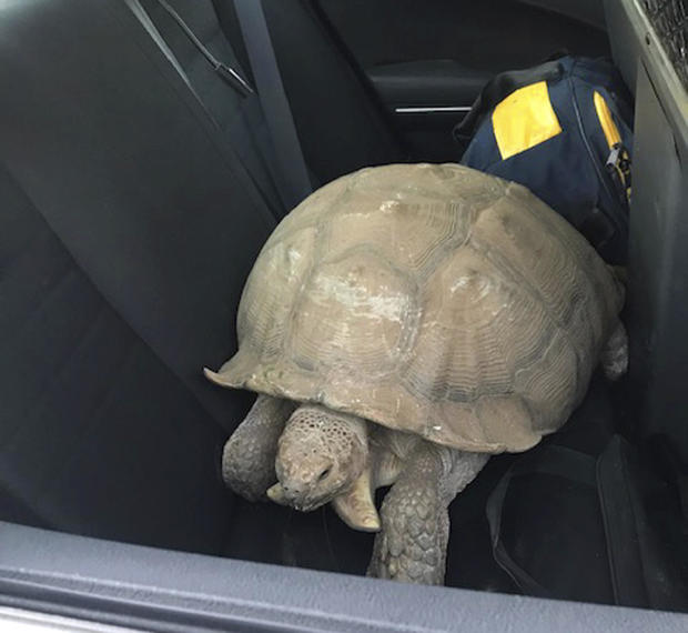 Tortoise Rescue 