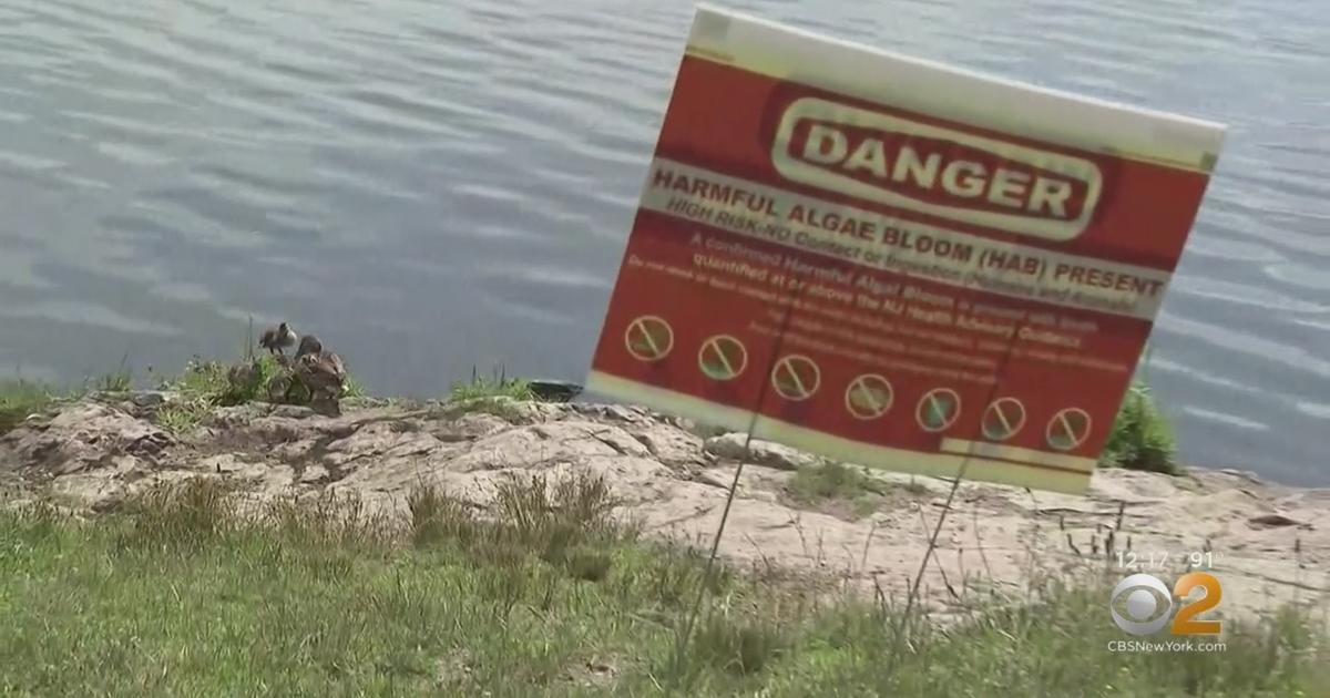 Swimming Banned On Another NJ Lake Due To Toxic Algae Blooms CBS New York