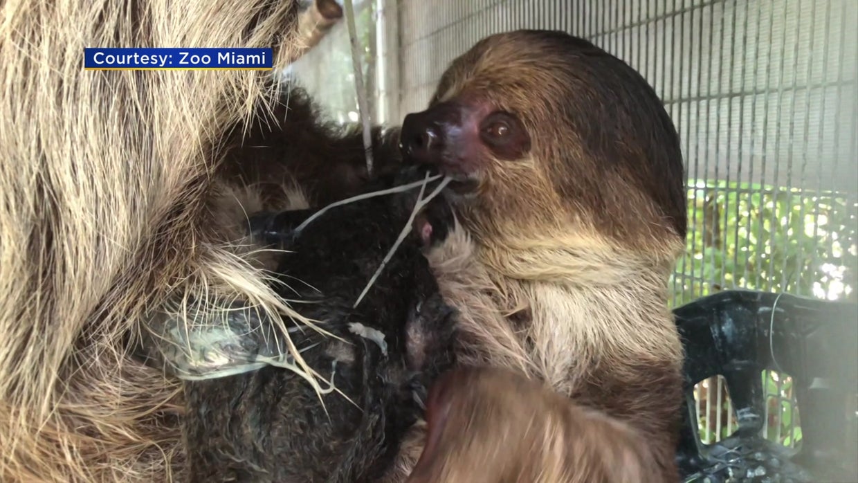 Baby Boom Continues At Zoo Miami With Birth Of TwoToed Sloth CBS Miami(02)