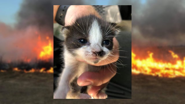 kitten-rescued-controlled-burn.jpg 