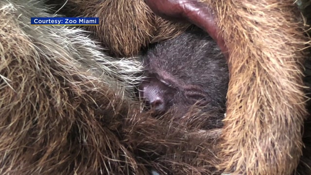 WEB-Sloth-zoo-miami_1.jpg 