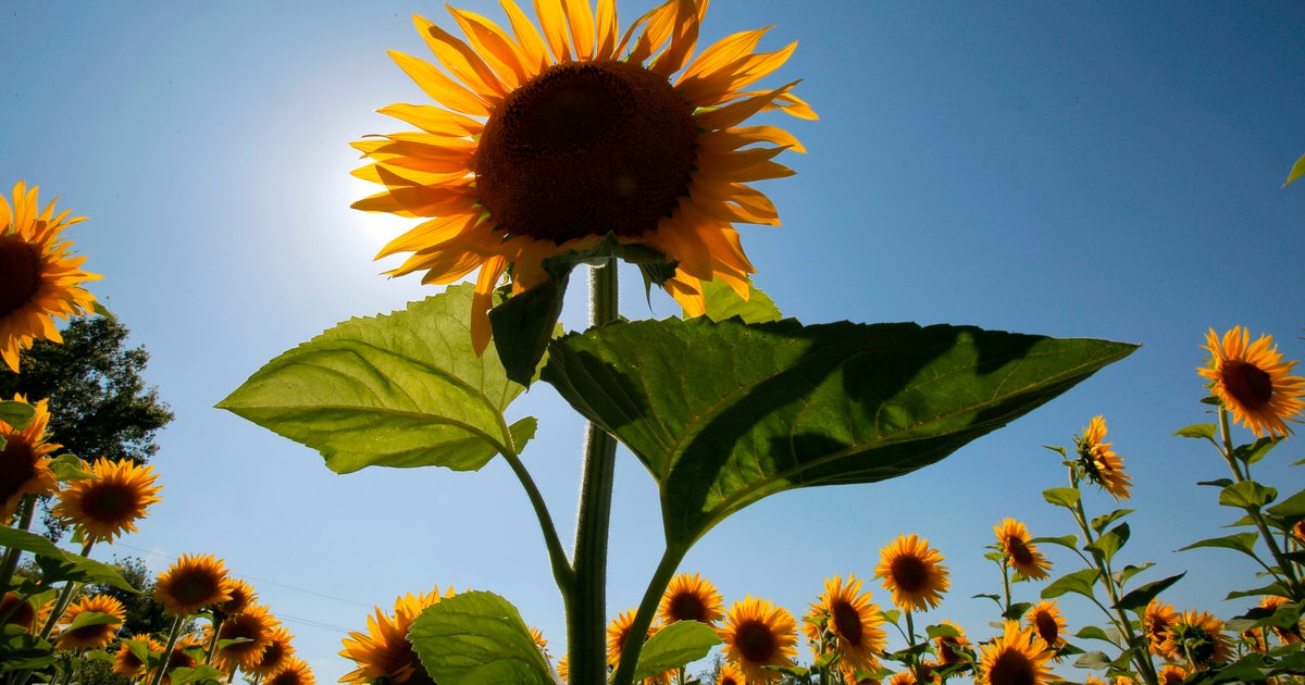Southern Marylands First Sunflower Festival Coming This August - CBS Baltimore Southern Marylands First Sunflower Festival... 