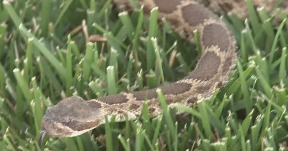 HOA Won't Let Family Terrorized By Rattlesnakes Build Barrier Around ...