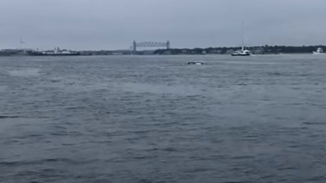 cape-cod-canal-whale.jpg 