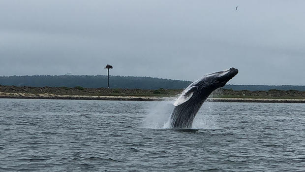 baby humpback whale 2 