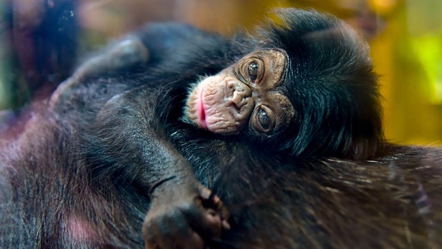 Baby-chimp.jpg 