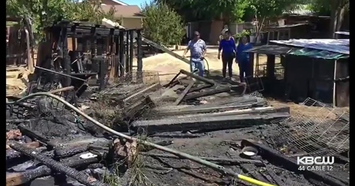 Dozens Of Animals Perish When Fire Destroys Backyard Chicken Coop In ...