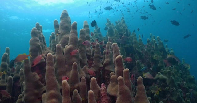 Nature: Cuba's Isle of Youth