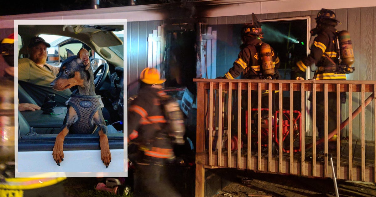 Tiny Puppy Credited With Saving Owner's Life During House Fire - CBS ...