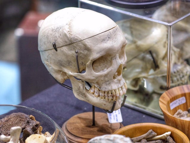 jake-barlow-oddities-and-curiosities-expo-16.jpg