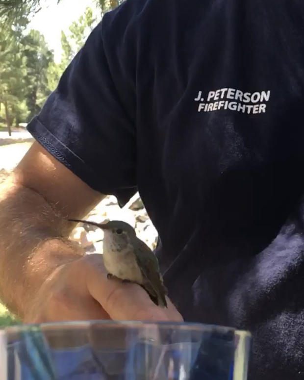 Hummingbird rescue 3 