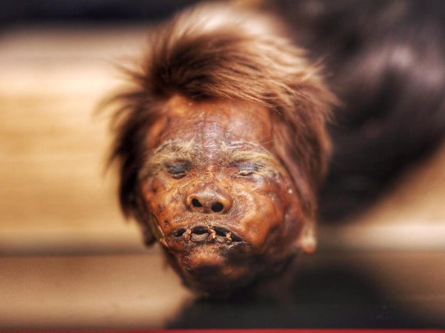 jake-barlow-oddities-and-curiosities-expo-1.jpg