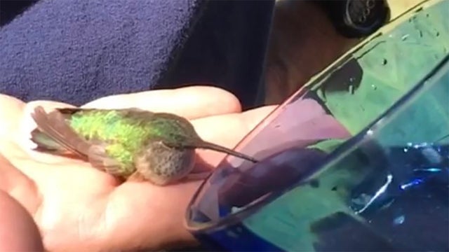 Hummungbird-rescue-1-fromSMFR.jpg 