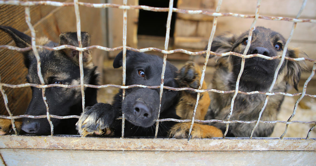 Protesters Demand Wyoming Animal Shelter Stop Using Gas Chamber To