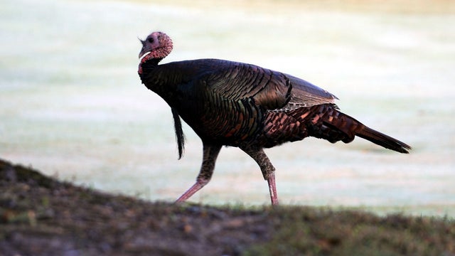 wildturkey-1-2.jpg 