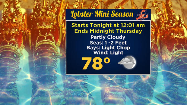 Lobster Mini Season Graphic 