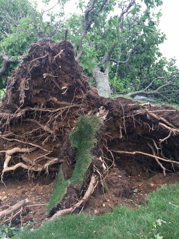 Tree Uprooted in Chatham 