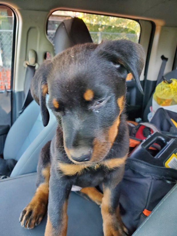 puppies found Ronny Rose 