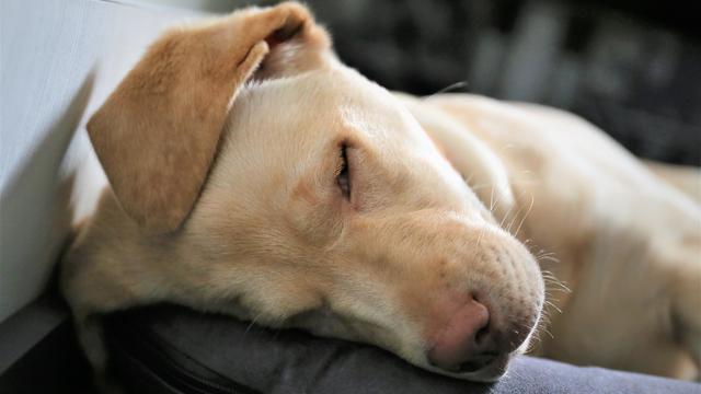 An Image of a labrador 