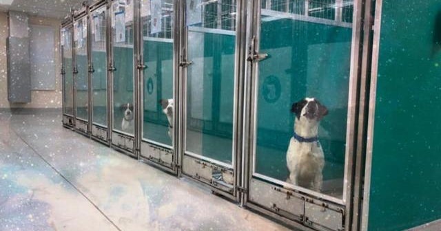 Oklahoma animal shelter encourages Area 51 fans to "storm our shelter